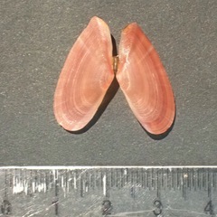 Moerella pulchella