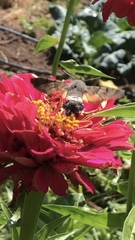 Macroglossum stellatarum