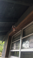 Neoscona domiciliorum