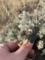 Artemisia arbuscula
