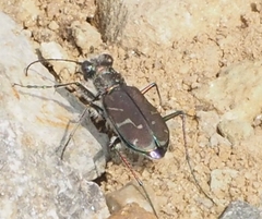 Cicindela tranquebarica