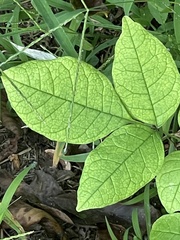 Fraxinus biltmoreana