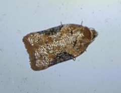 Acleris braunana