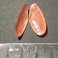 Moerella pulchella