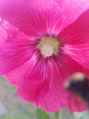 Alcea