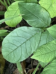 Fraxinus biltmoreana