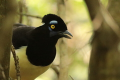 Cyanocorax chrysops