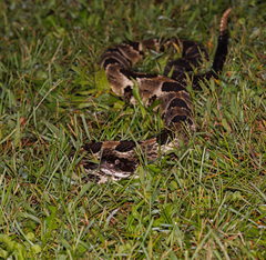 Crotalus horridus