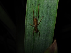 Listroscelidinae