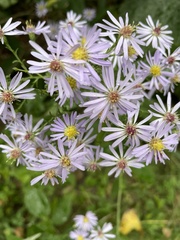 Symphyotrichum ciliolatum