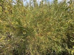Salix exigua