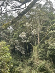 Dendrobium teretifolium