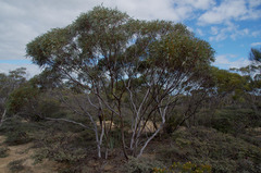 Eucalyptus tenera