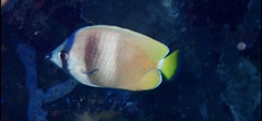 Chaetodon kleinii