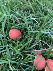 Phylloporus leucomycelinus