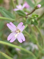 Epilobium minutum