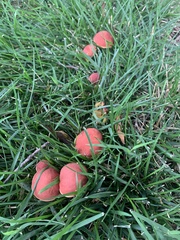 Phylloporus leucomycelinus