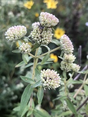 Pycnanthemum verticillatum