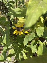 Pyrginae
