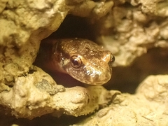 Desmognathus ochrophaeus