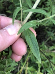Pycnanthemum verticillatum