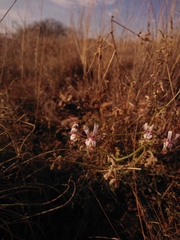Pelargonium dolomiticum
