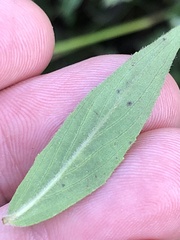Pycnanthemum verticillatum