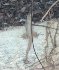 Leiocephalus lunatus