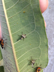 Oncopeltus fasciatus