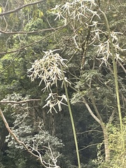 Dendrobium teretifolium