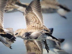 Calidris minutilla