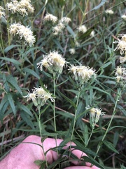 Brickellia eupatorioides