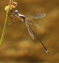 Archilestes californicus