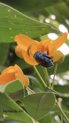 Euglossa