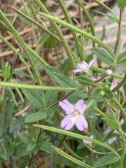 Epilobium minutum
