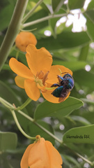 Euglossa