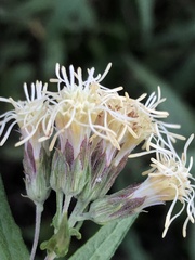 Brickellia eupatorioides