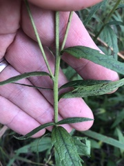 Brickellia eupatorioides