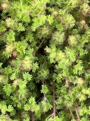 Acalypha radians