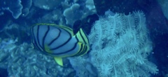 Chaetodon meyeri