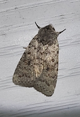 Apamea devastator