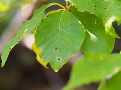 Chionanthus virginicus