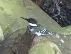 Chloroceryle americana