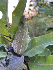 Asclepias syriaca
