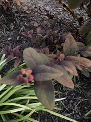 Hypericum virginicum