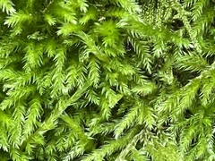 Homalothecium sericeum