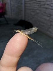 Pentagenia vittigera