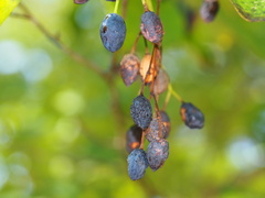 Chionanthus virginicus