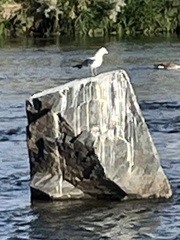 Larus delawarensis
