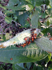 Oncopeltus fasciatus
